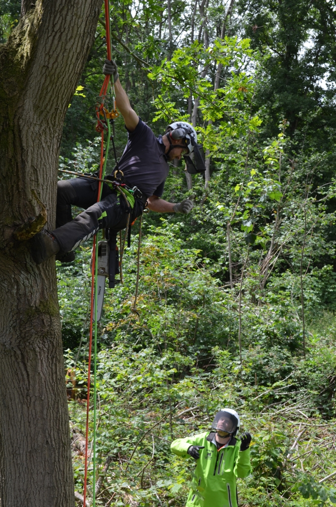 Chainsaws are powerful tools, it is essential to have training to use a chainsaw at height. This Lantra accredited course teaches you the skills and knowledge to prepare for the for Level 3 Award In Aerial Cutting of Trees with a Chainsaw Using Free-fall Techniques assessment. Please note that there are prerequisite that you must hold to complete this course. 
There are 2 dedicated days for training and 1 day for assessment. 
Number of candidates per course: 4 
Minimum of candidates to run the course: 3