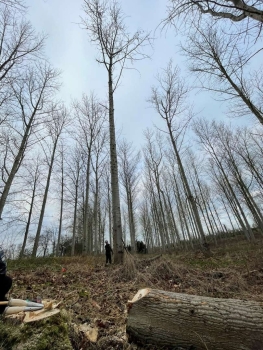 Level 3 Award in Felling and Processing trees over 380mm