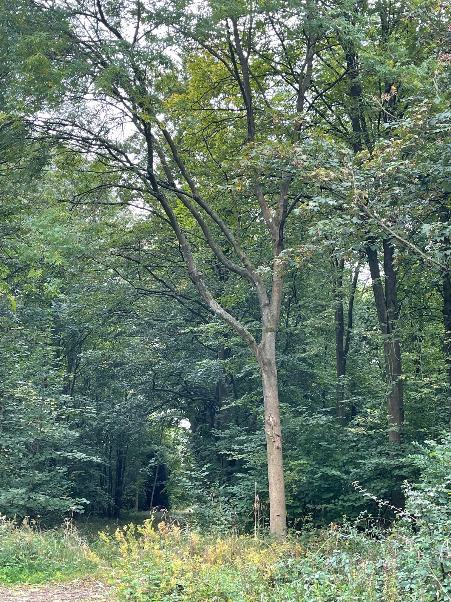 New Course! Woodland Management for Conservation