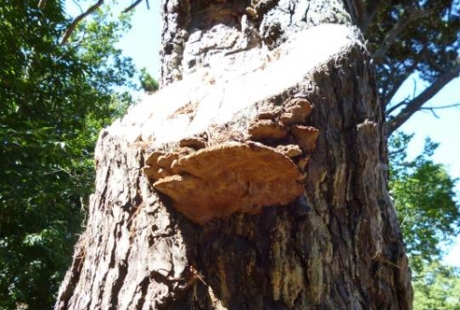 LANTRA Professional Tree Inspection