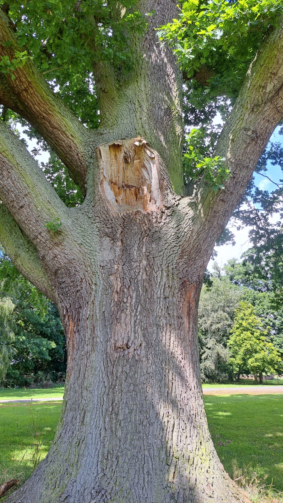 Tree Surveys