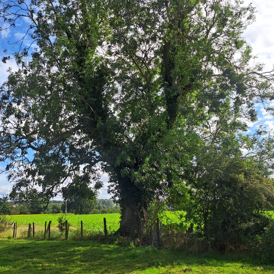 tree tree